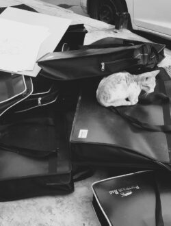 Cat sitting on bags